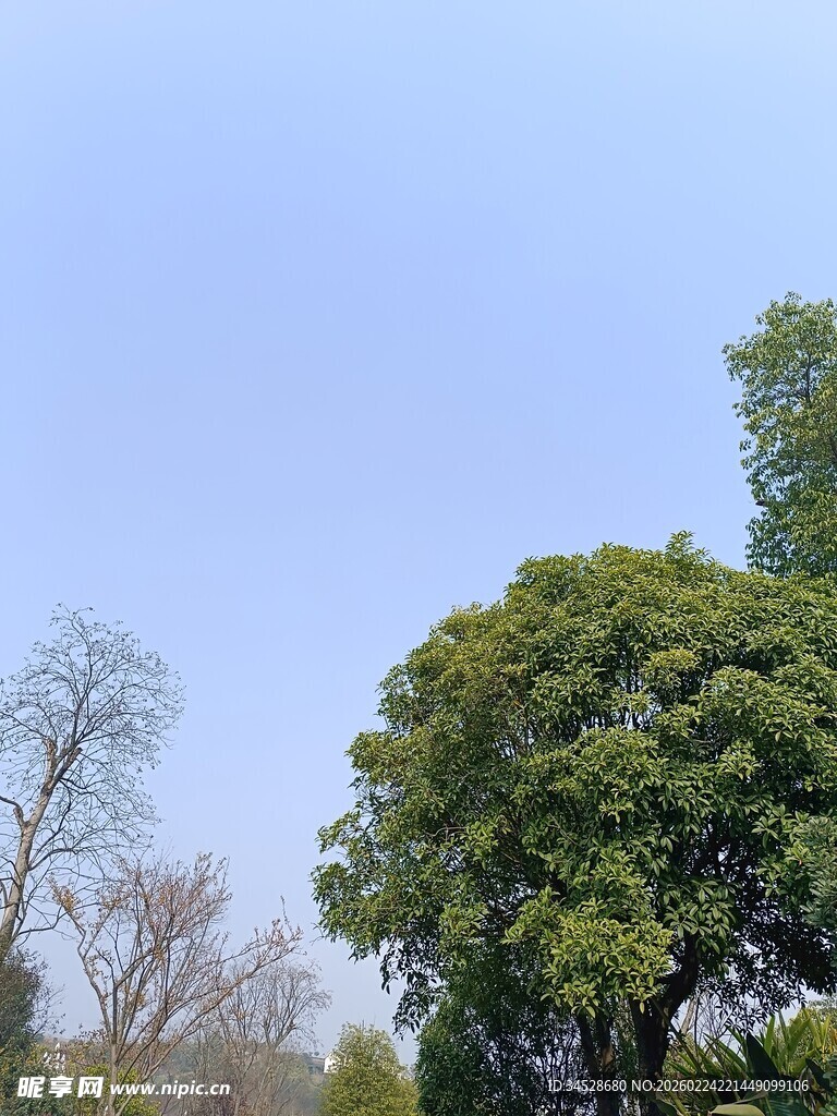 蓝天绿树风景图