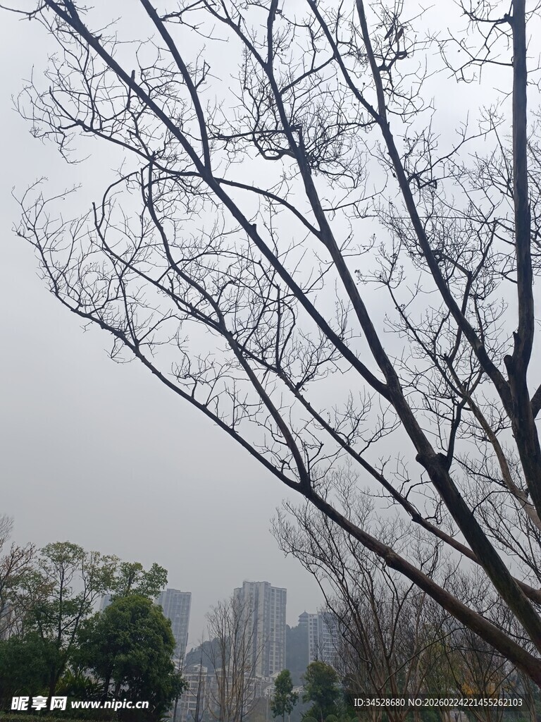 冬日枯树与远处城市景观