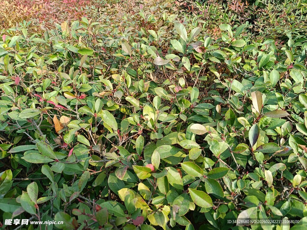 绿叶繁茂的植物景观