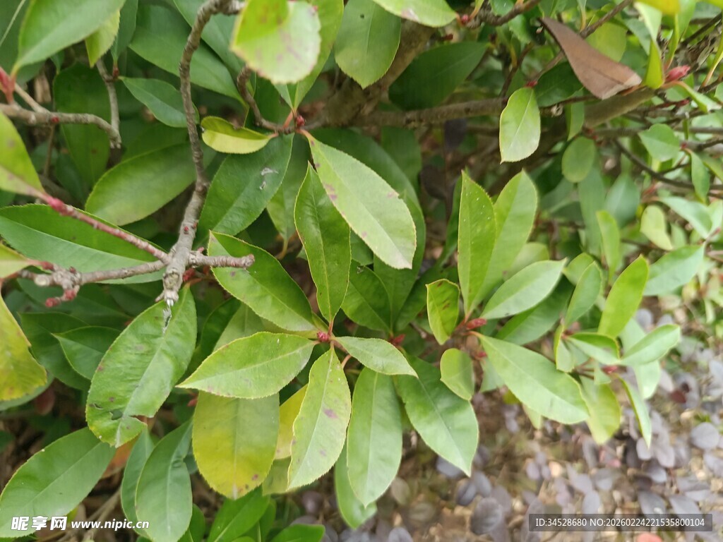 绿叶繁茂的植物特写