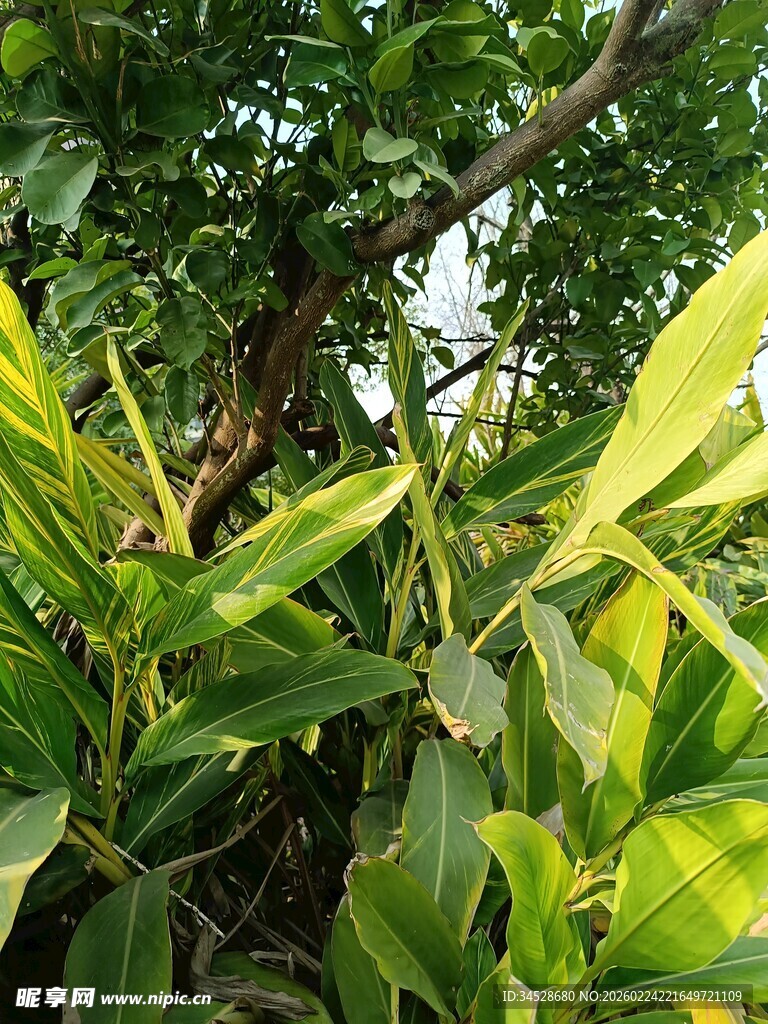 绿叶繁茂的生机树木