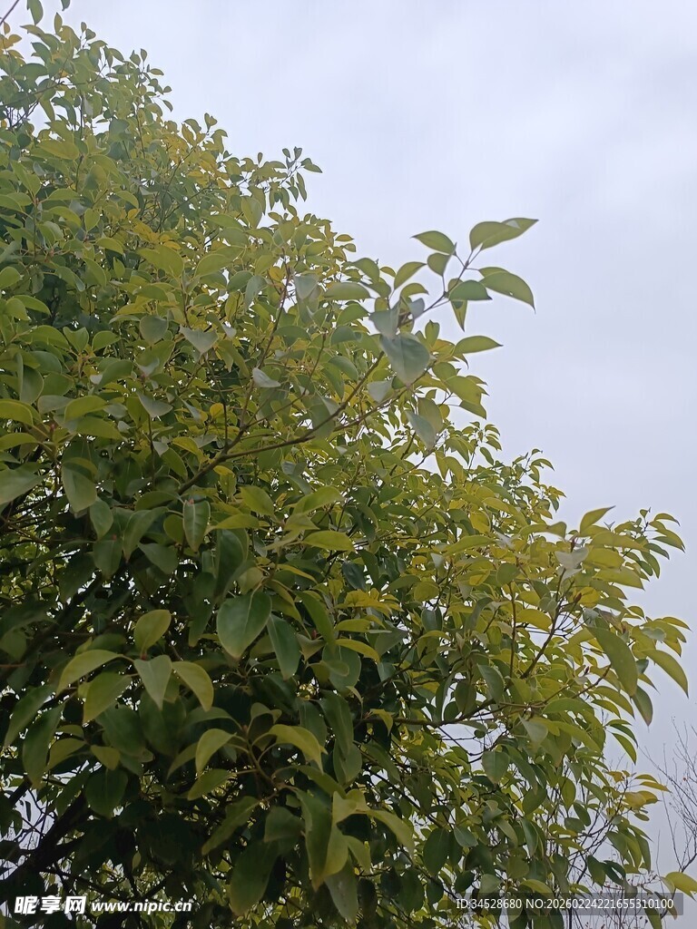 绿叶繁茂的树木