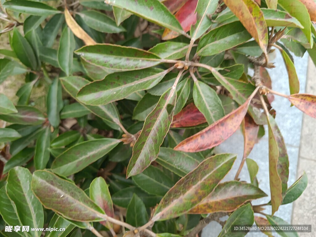多彩叶片植物特写
