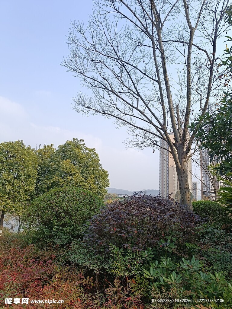 冬日城郊的树木与植被