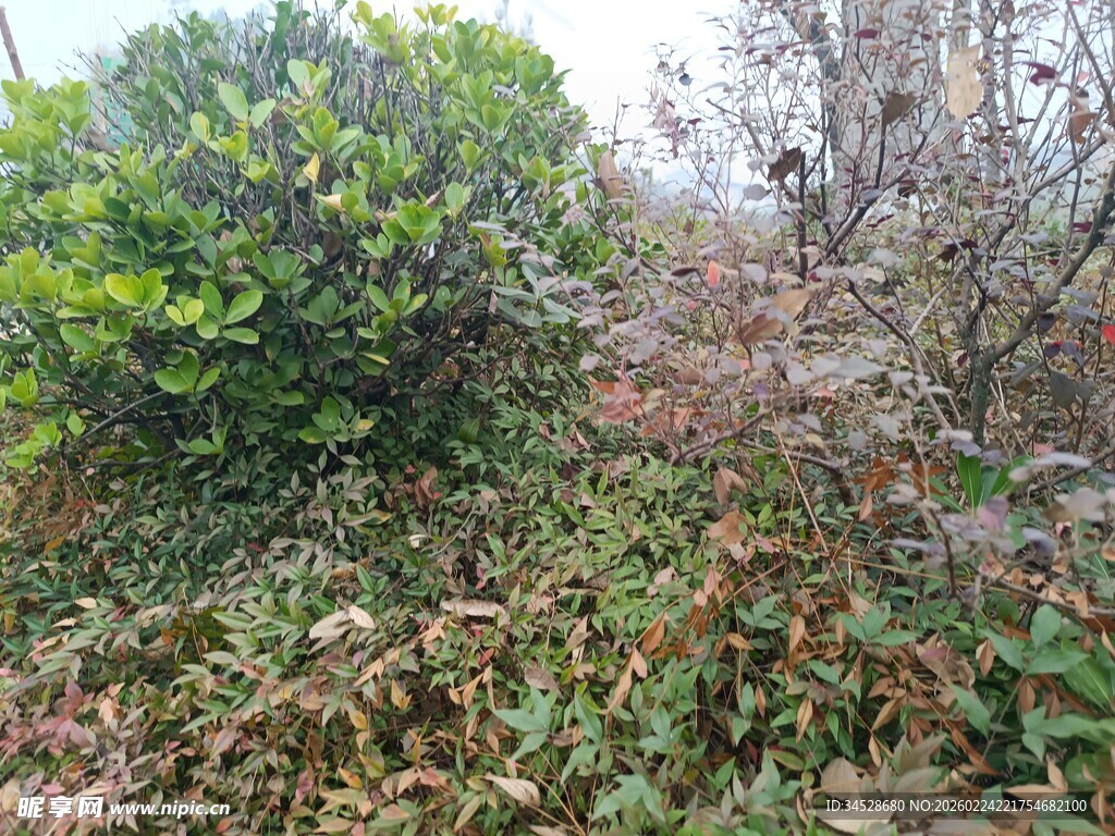 秋日野外植物景象