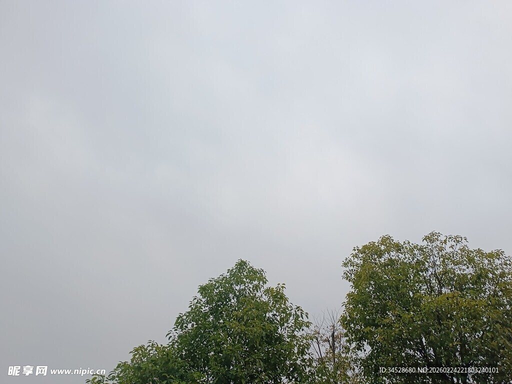 天空下的葱郁树木