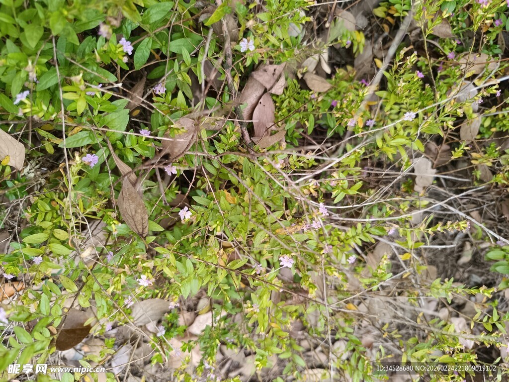 地面绿植与枯叶景象