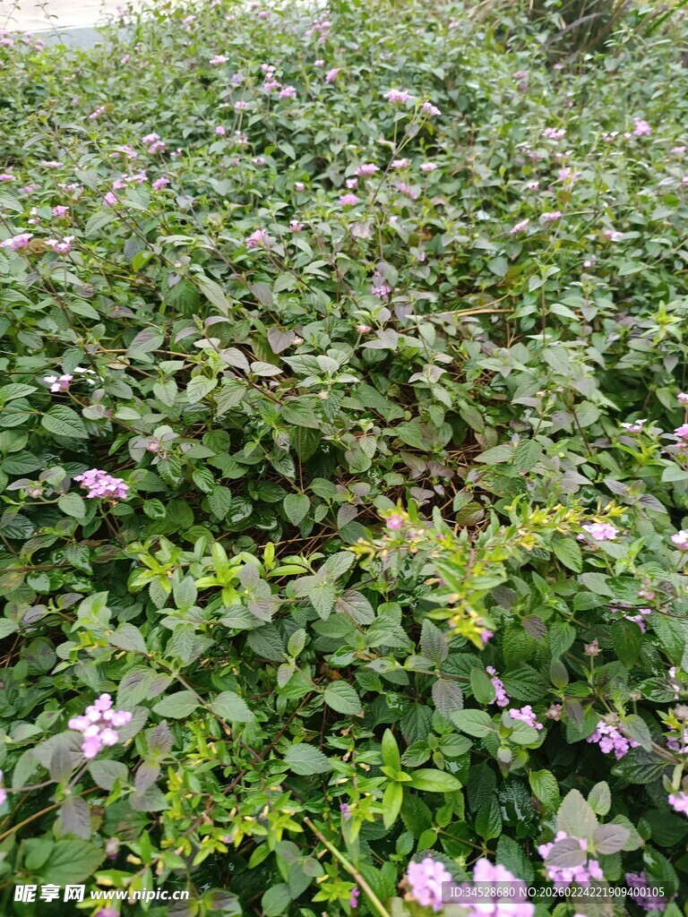 繁茂花丛中的粉色小花