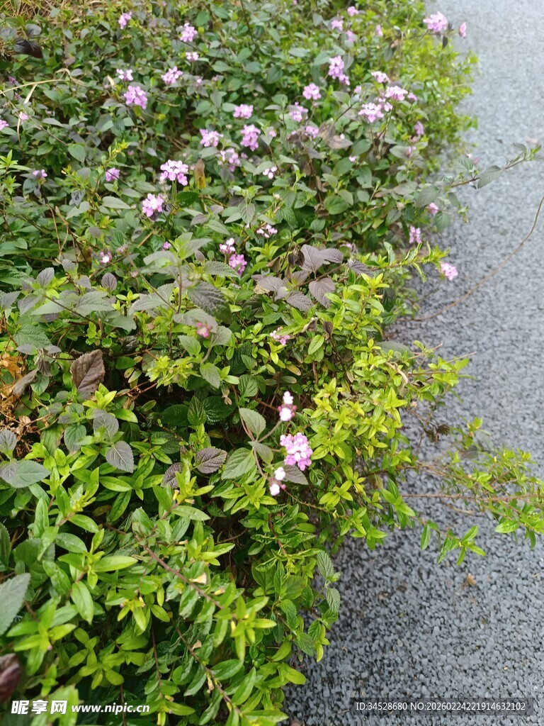 路边盛放的粉色野花