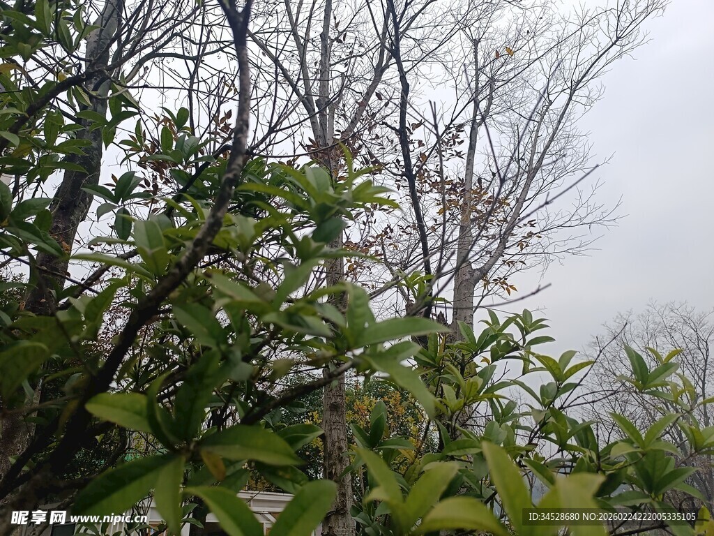 山林间的繁茂绿植