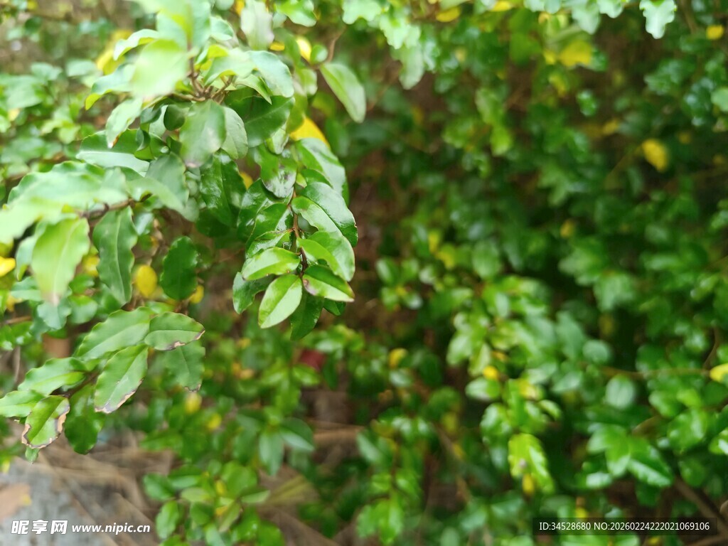 翠绿繁茂的枝叶景观