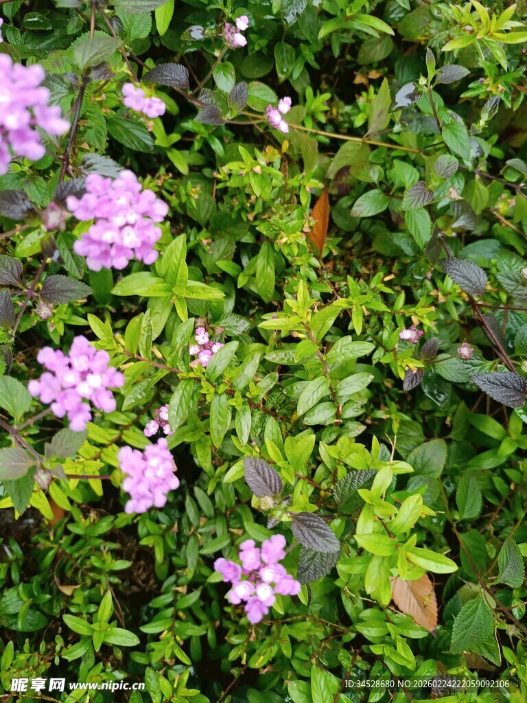 绿叶丛中的粉紫色小花