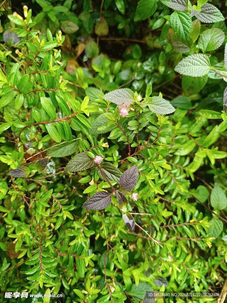 翠绿繁茂的植物景观