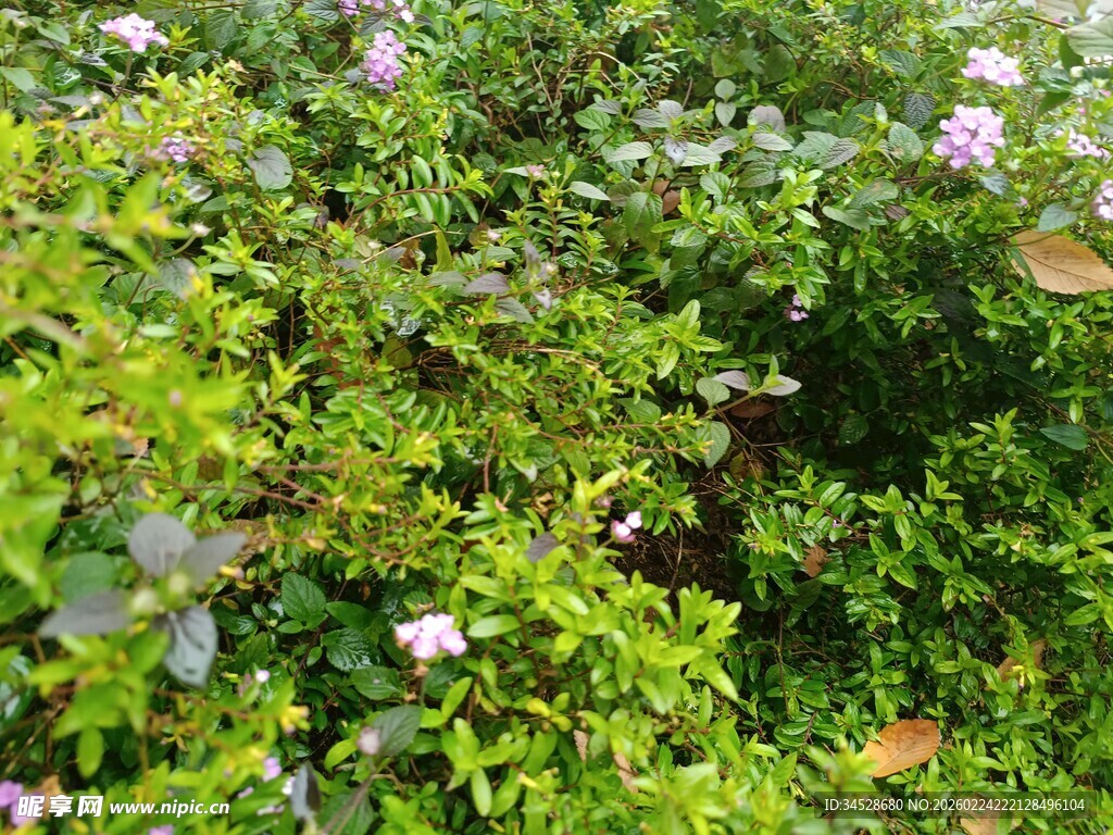 繁茂绿植间点缀粉色小花