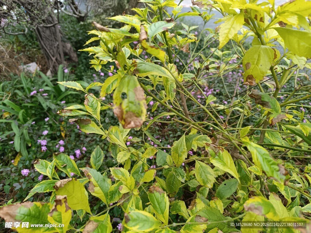 绿叶繁茂的植物景象