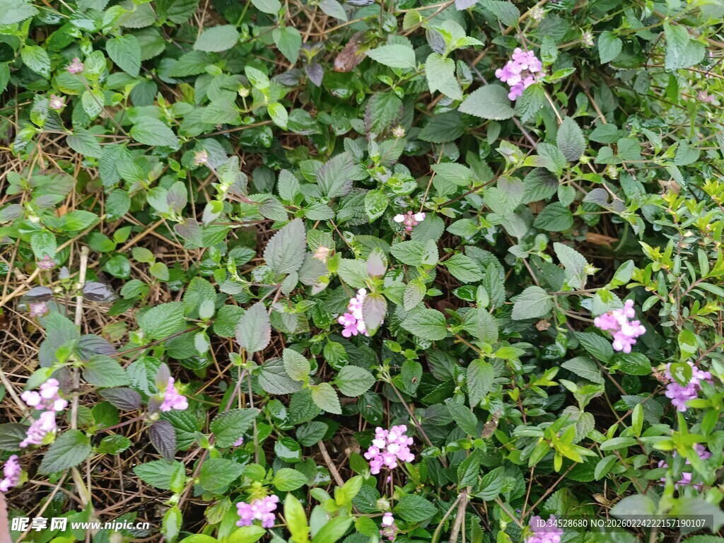 绿叶间绽放的紫色小花