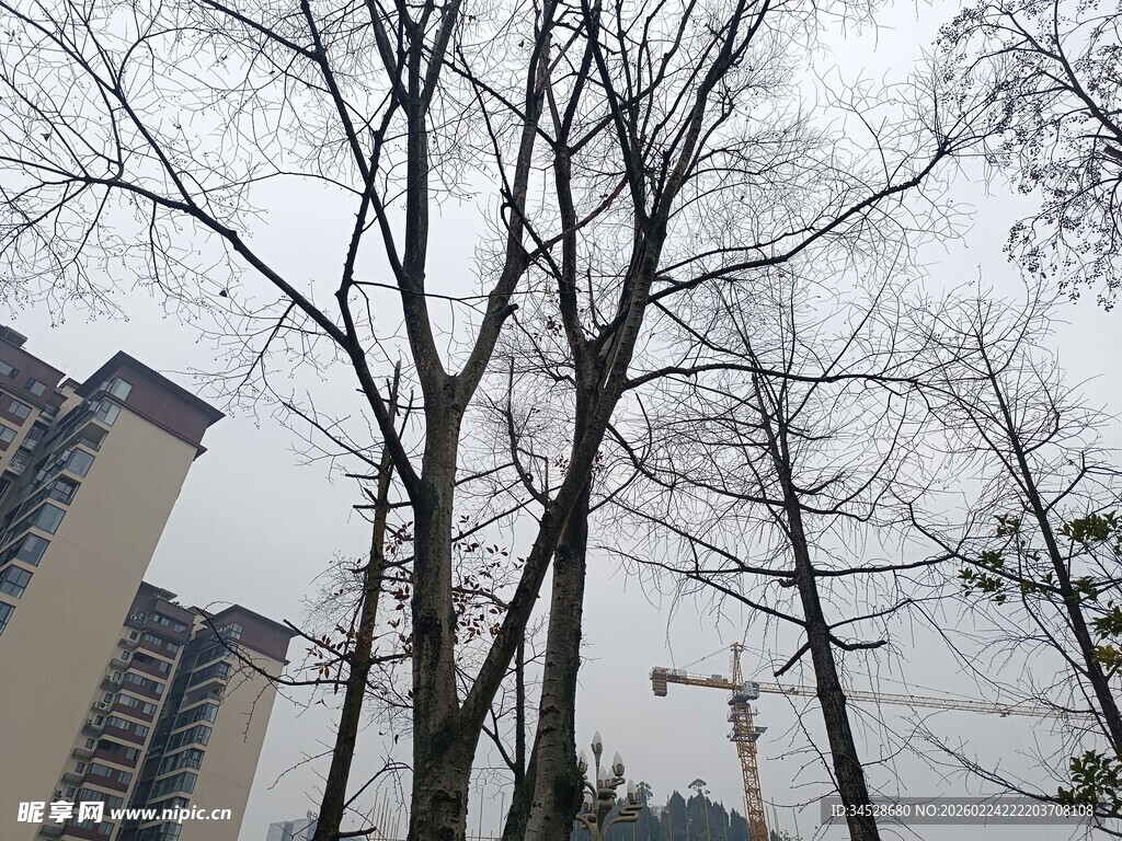 冬日枯树旁的高楼景象