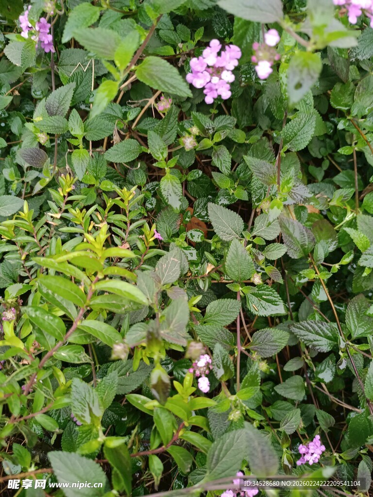 绿叶丛中的粉色小花