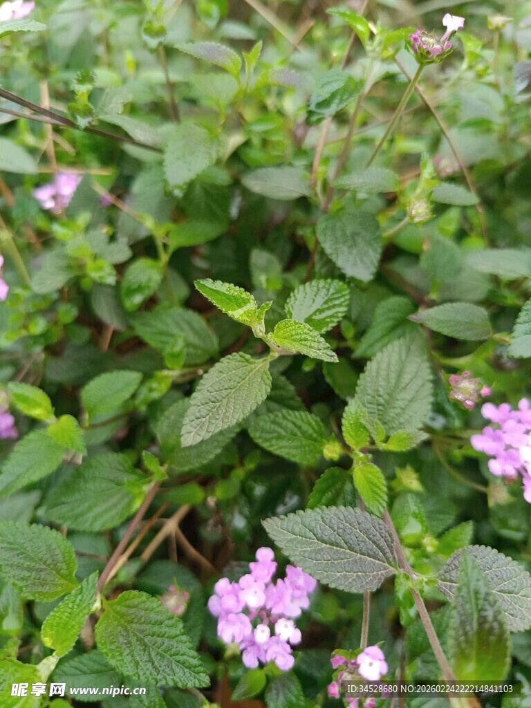 绿叶丛中的粉嫩小花