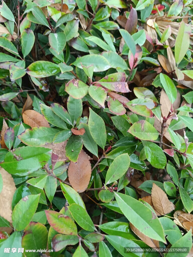 多彩叶片植物特写