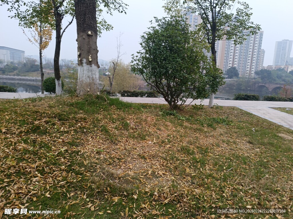 城市公园草地与树木景观