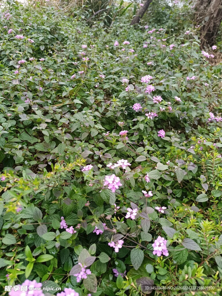 繁茂花丛中的粉嫩小花