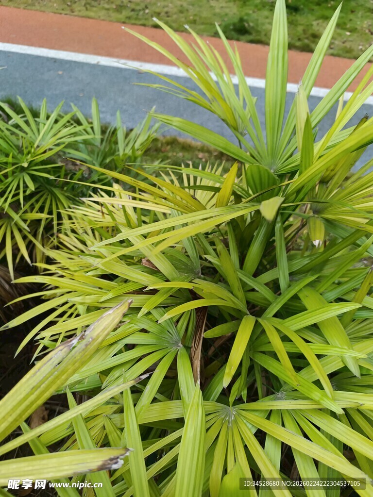 翠绿龙血树叶片特写