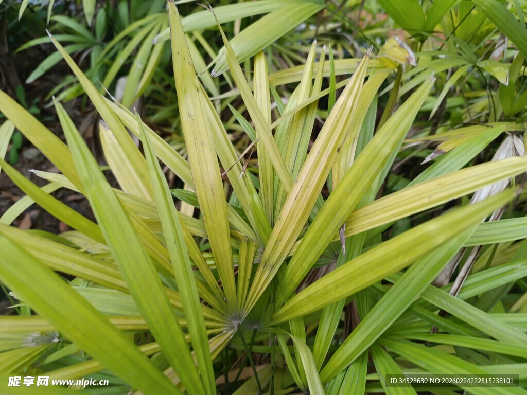 翠绿植物叶片特写
