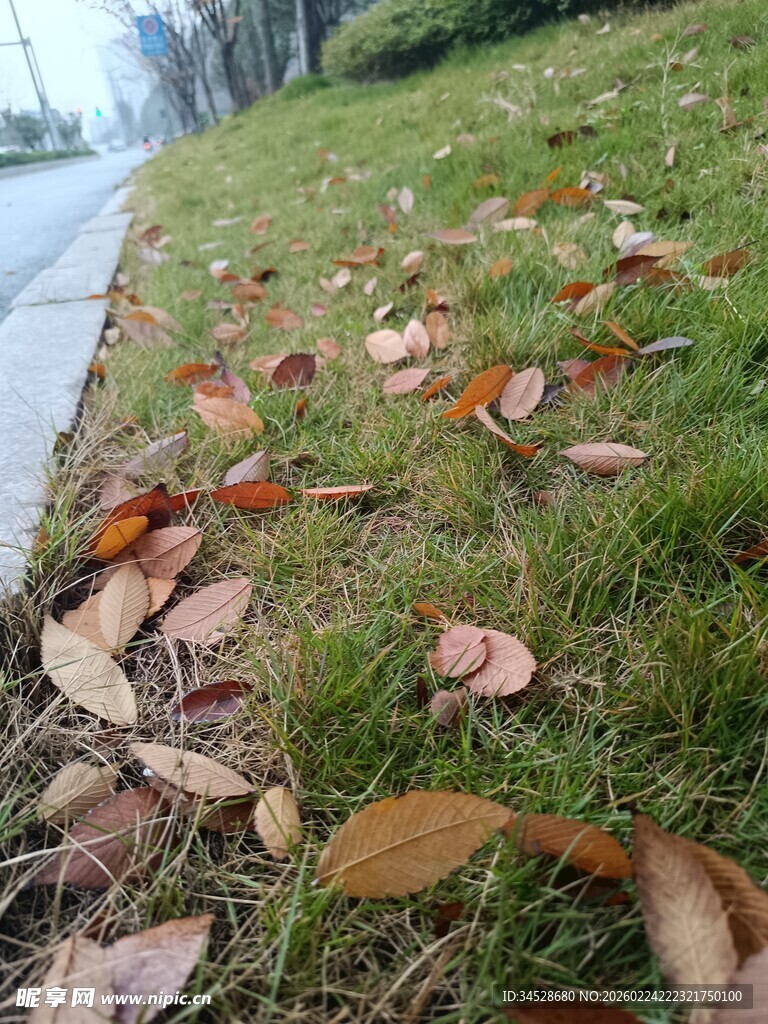 路边草地散落的枯黄树叶