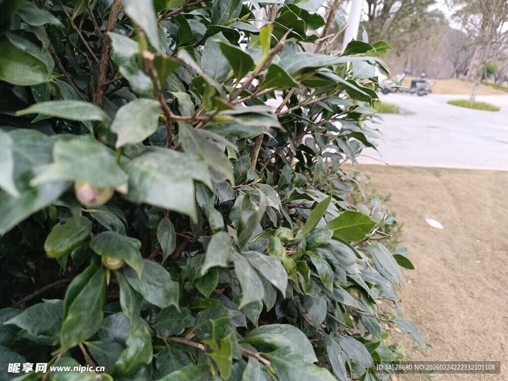 路边繁茂绿植景象