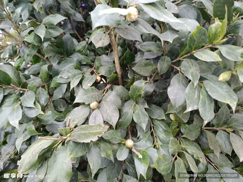 绿叶繁茂的植物景观