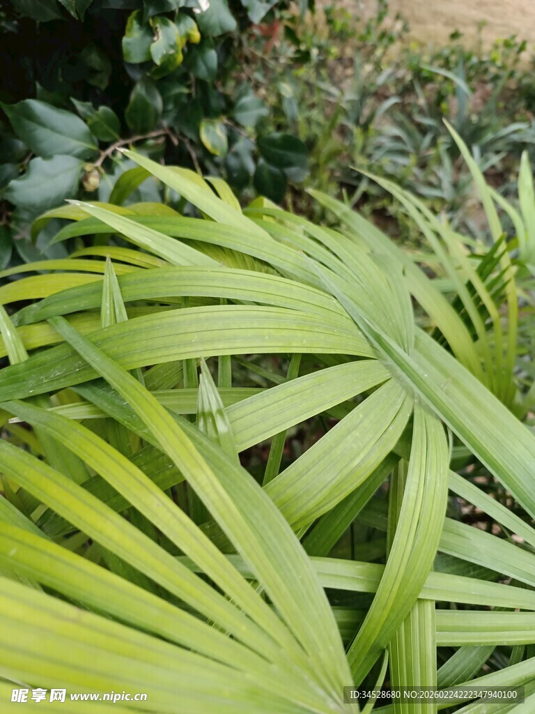 翠绿棕榈叶特写