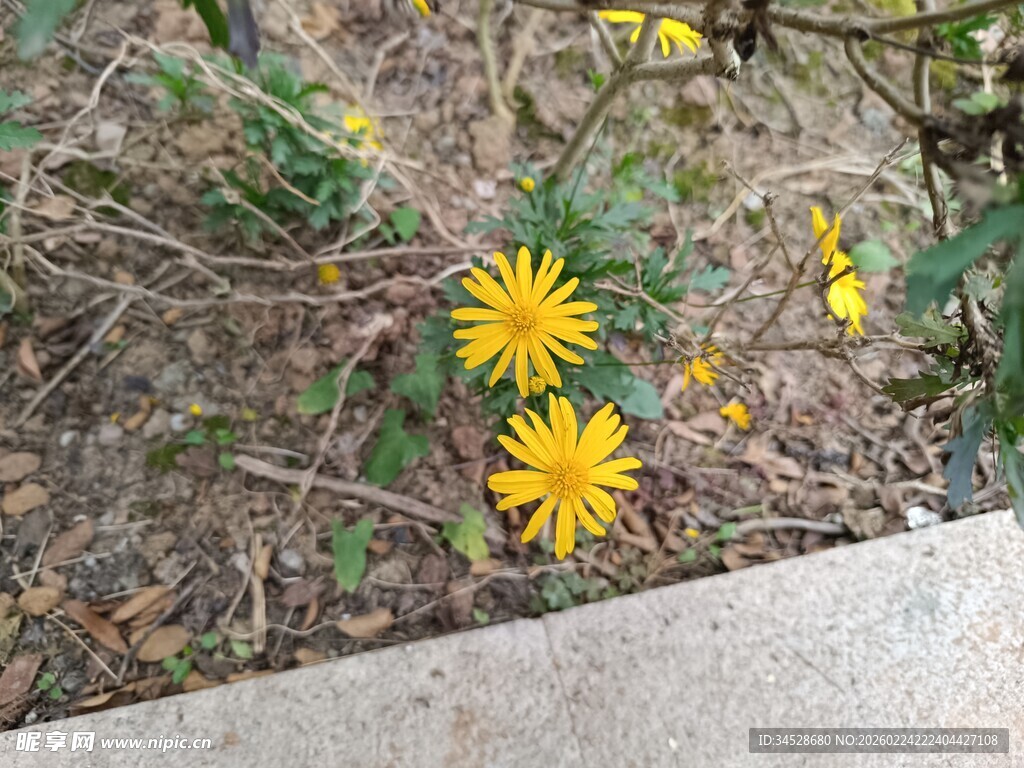 路边绽放的黄色小花