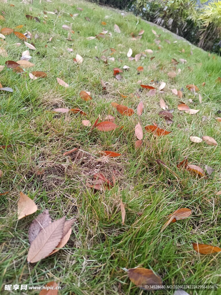 草地上散落的多彩落叶