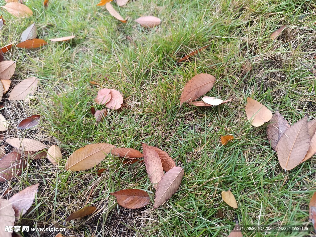 草地上的散落枯叶