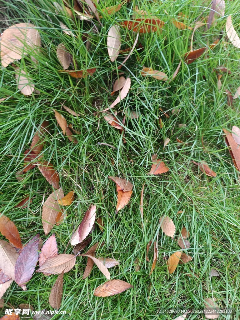 草地上散落的缤纷落叶
