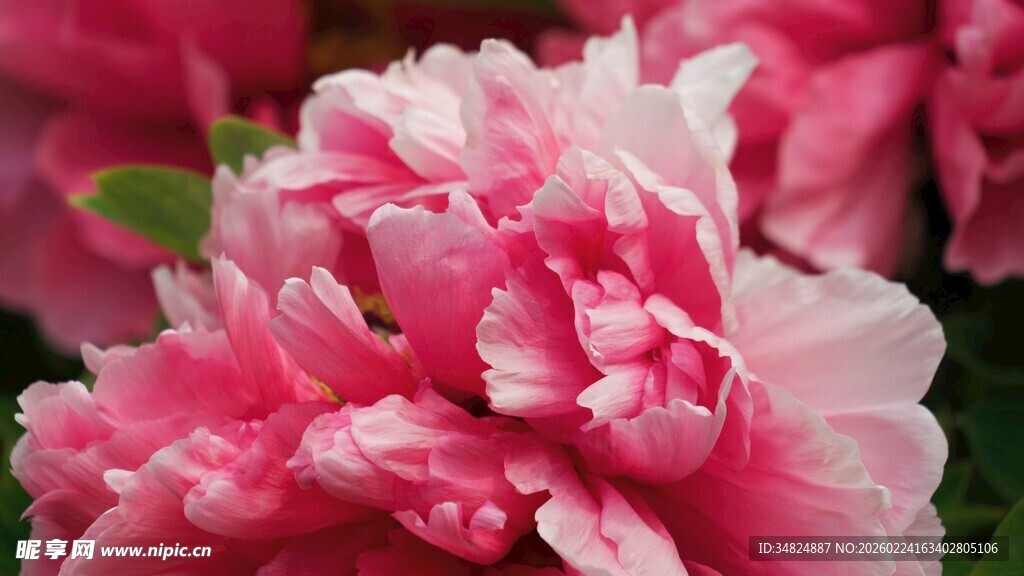 娇艳盛开的粉色牡丹花