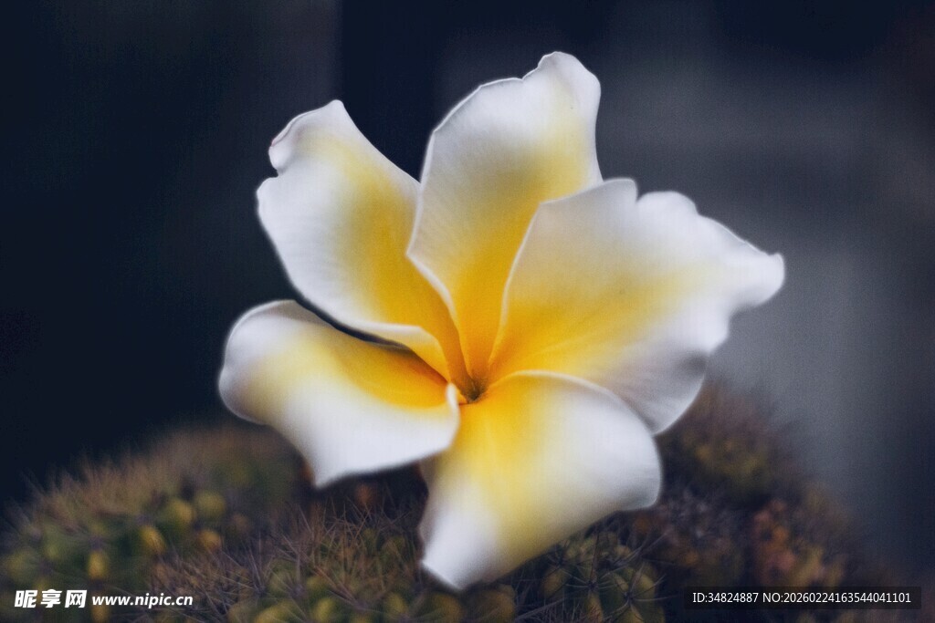 娇艳鸡蛋花绽放