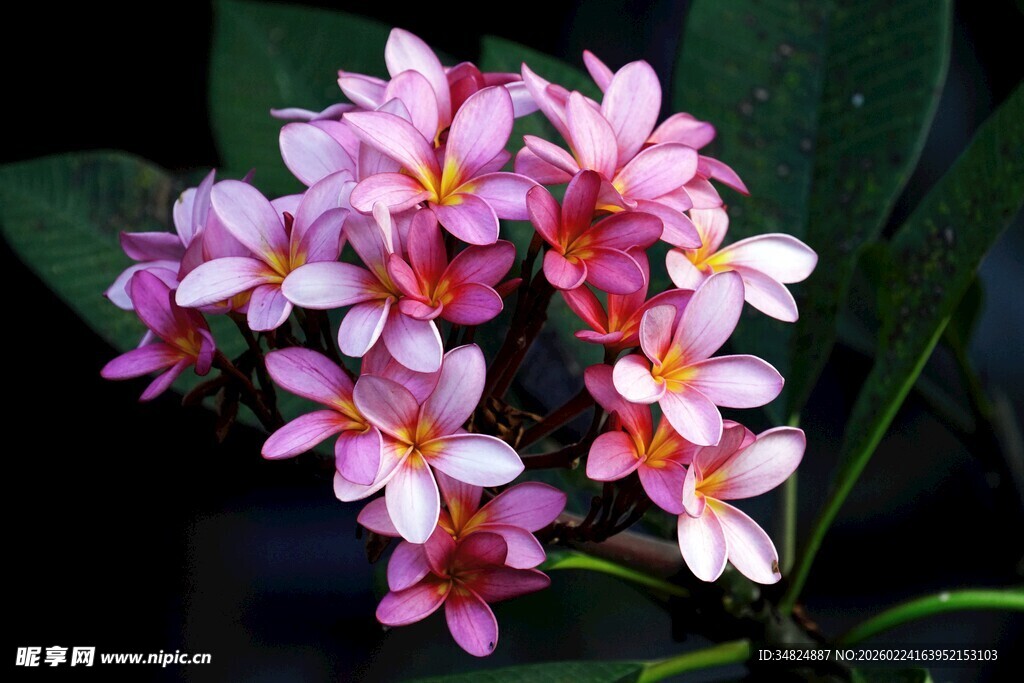 娇艳粉色花朵绽放