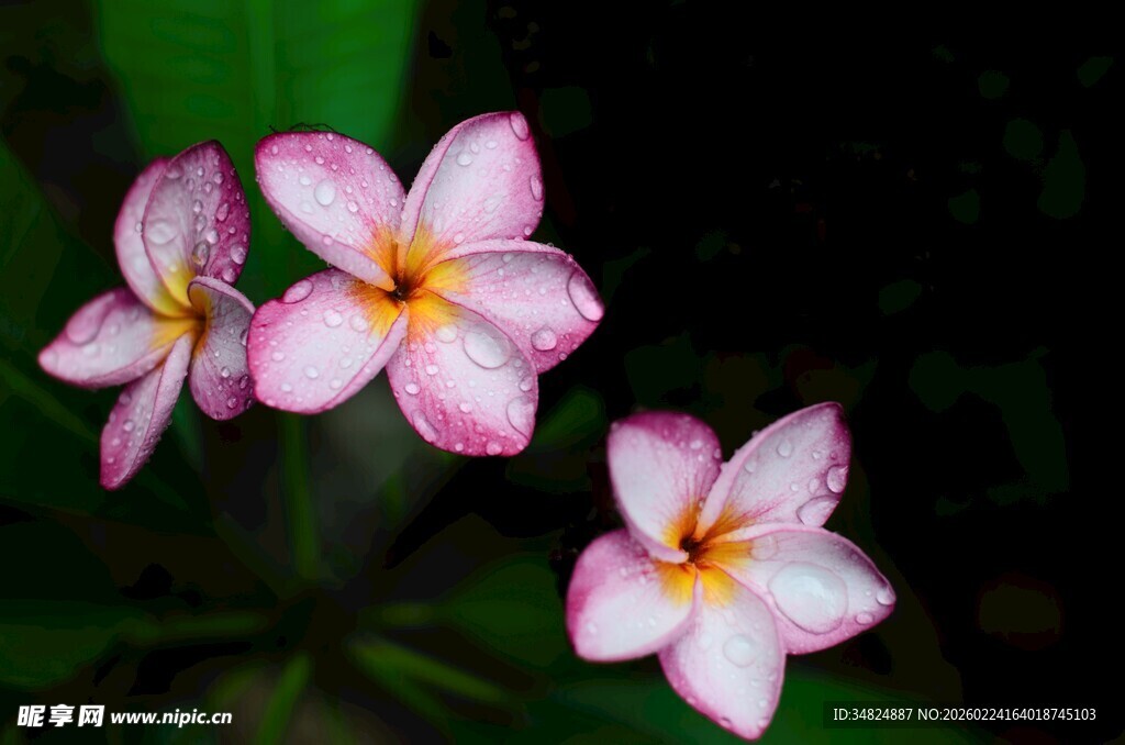 三朵娇艳鸡蛋花绽放