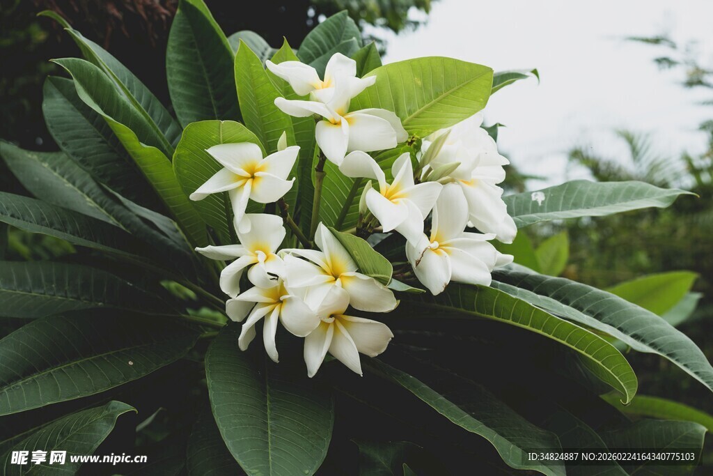 绽放的白色鸡蛋花