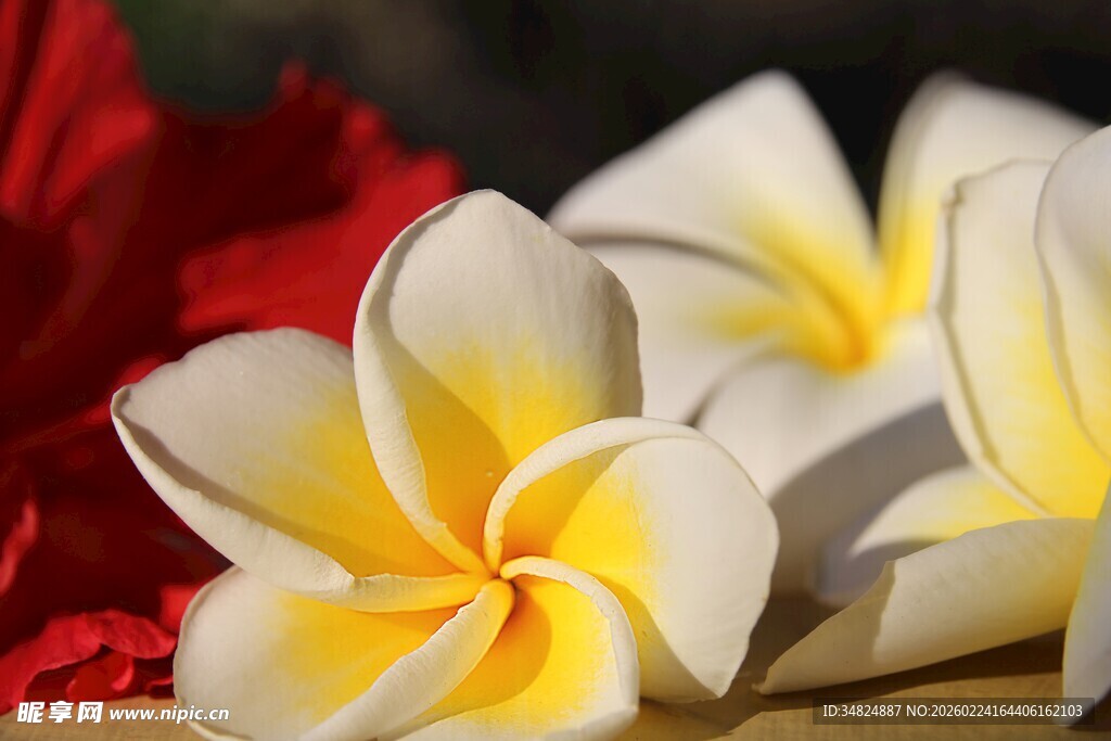 娇艳鸡蛋花绽放