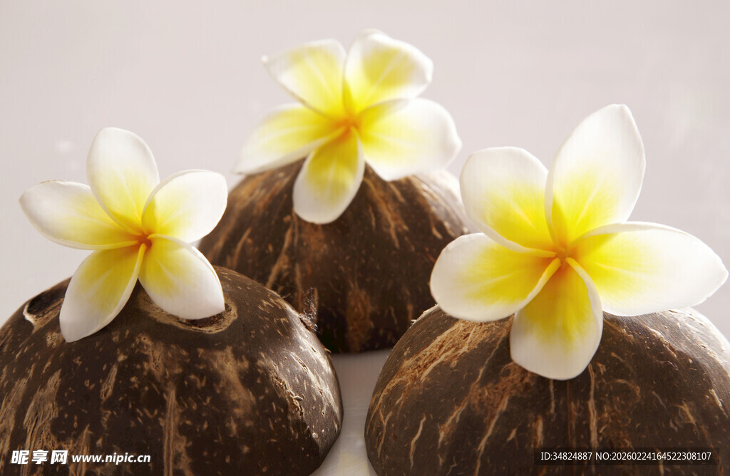 椰子上的鸡蛋花