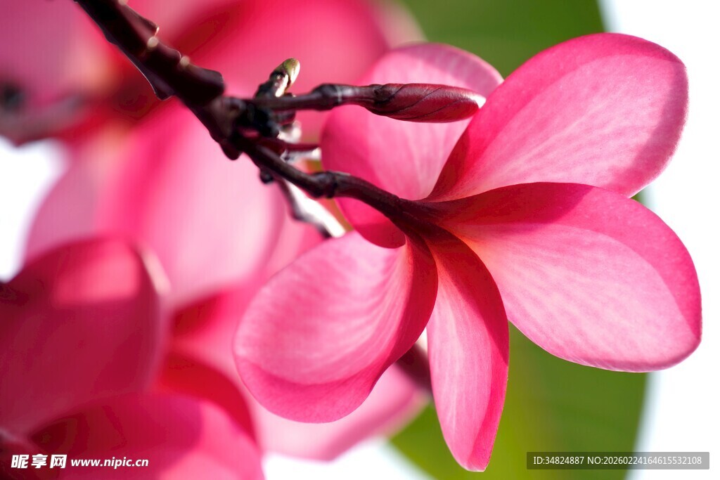 娇艳粉色鸡蛋花绽放