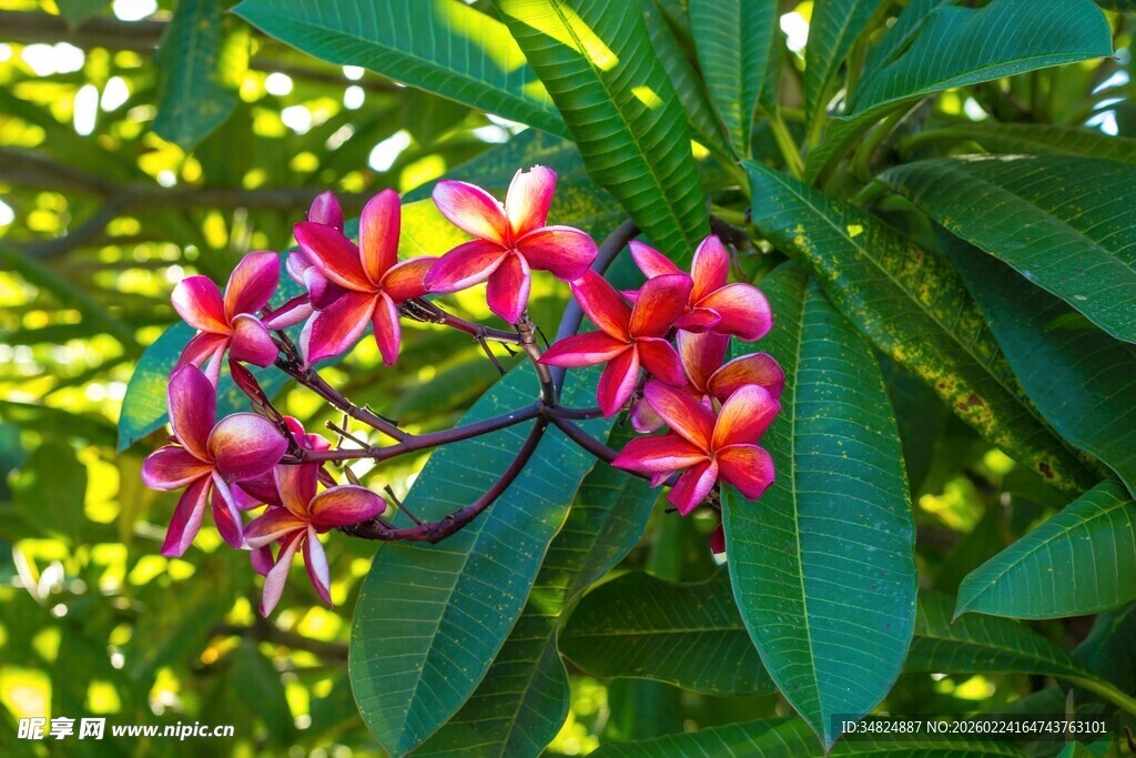 娇艳鸡蛋花绽放绿叶间
