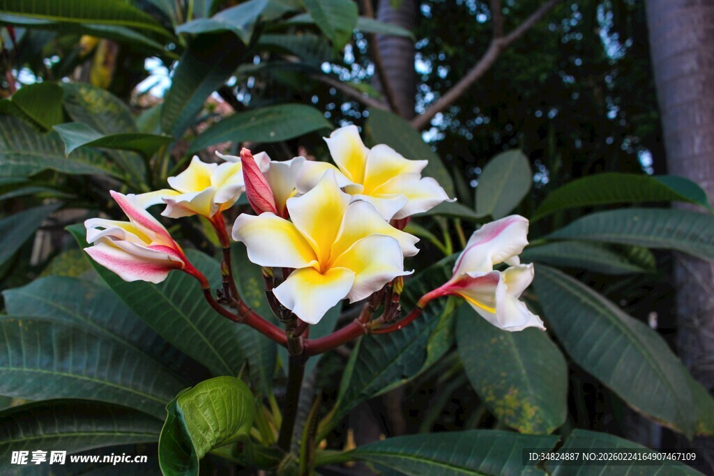 娇艳鸡蛋花绽放绿叶间