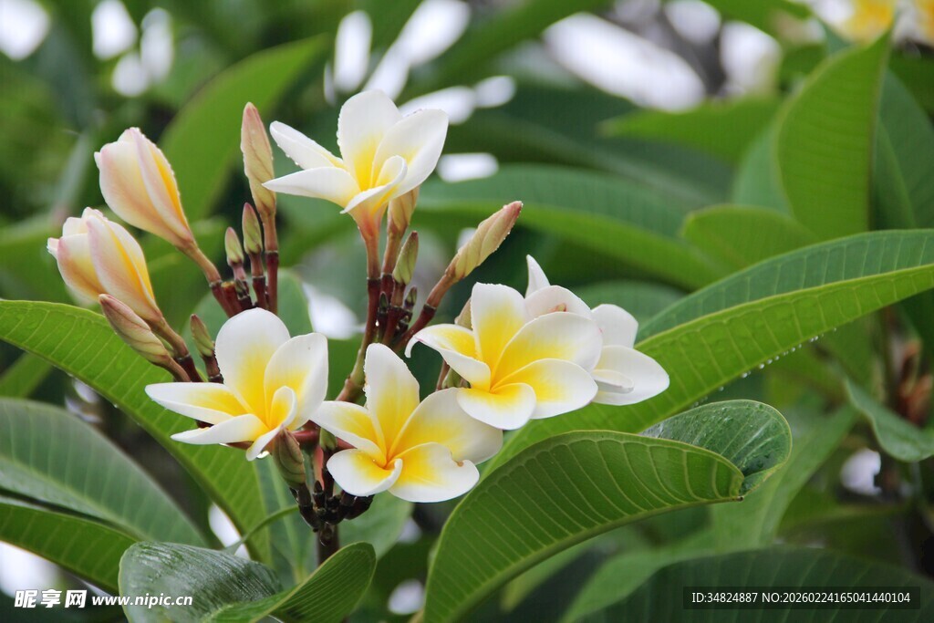 绽放的鸡蛋花与翠绿叶片