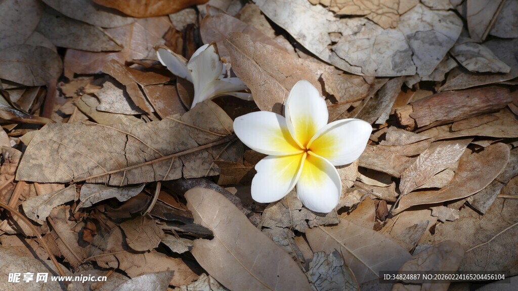 枯叶中绽放的鸡蛋花