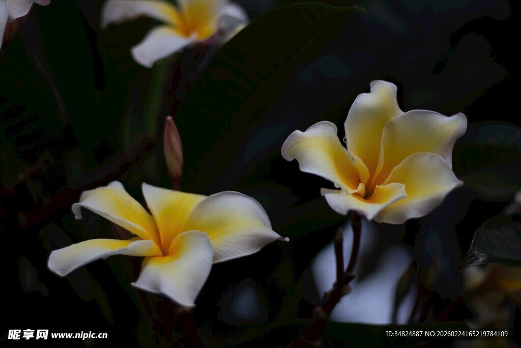 绽放的黄白相间鸡蛋花