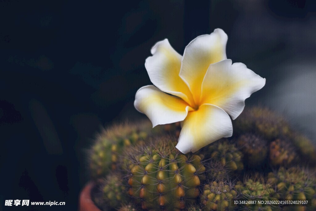 仙人掌上绽放的美丽花朵